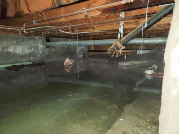 Best Carpet water damage restoration  in Claremont, CA